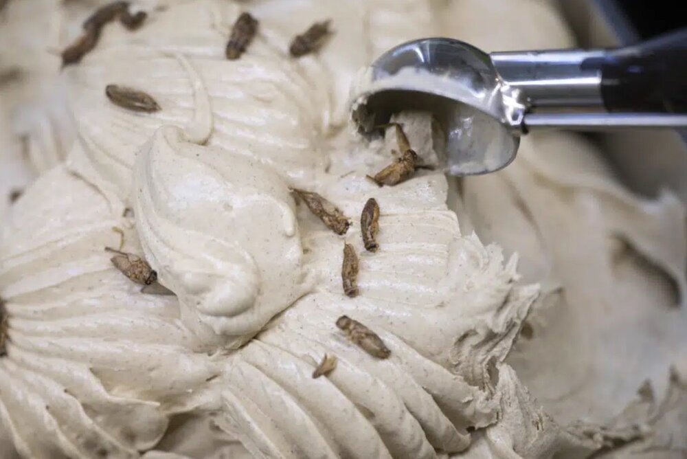 عکس| بستنی با طعم جیرجیرک؛ منوی جدید یک بستنی‌فروشی
