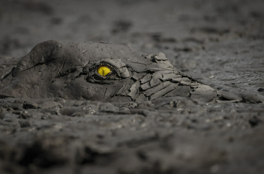 فقط از چشمهایش قابل تشخیص است!/ عکس