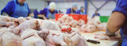 تولید ۹۸۰۰ تن گوشت مرغ در خراسان رضوی