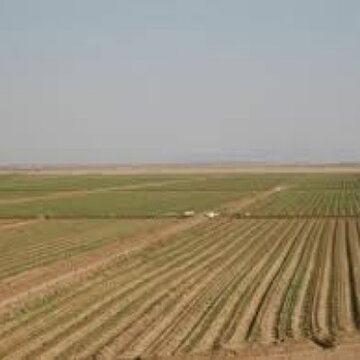 اجرای طرح جهش تولید در ۳۲ هزار هکتار از دیمزارهای چهارمحال و بختیاری