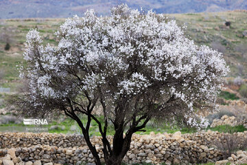 بهار