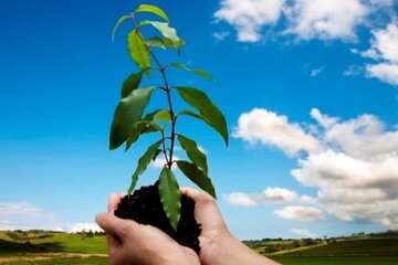 ۵۰ هزار نهال رایگان در هفته درختکاری توزیع می‌شود