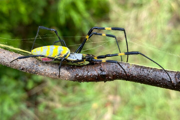 عنکبوت غول‌پیکر چگونه لقمه بزرگتر از دهانش را می‌بلعد؟/ عکس