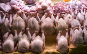از قیمت انواع گوشت ماکیان در بازار با خبر شوید ؛ هر کیلو غاز و خروس محلی چند؟