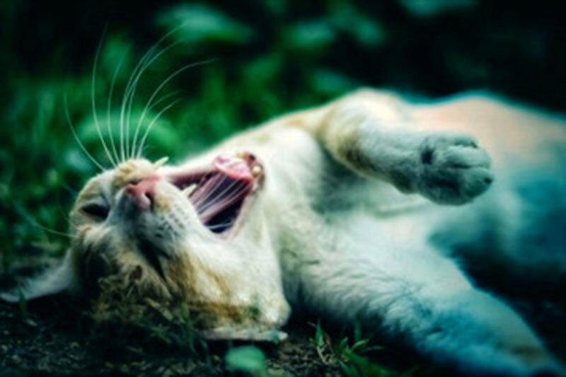 ۱۵ حقیقت شگفت‌انگیز و خواندنی در مورد گربه‌ها