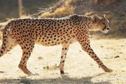 ببینید | سرعت باورنکردنی یک یوزپلنگی در خیابان‌های عمان
