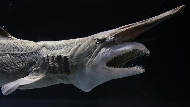 برخلاف چهره وحشتناکش، خنگترین است!/ عکس