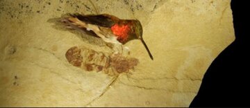 مورچه غول پیکر به اندازه یک پرنده / عکس مورچه غول پیکر به اندازه یک پرنده / عکس