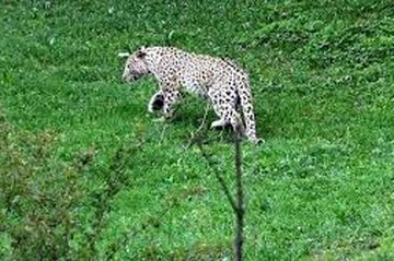 عکس | تصویری زیبا از یک قلاده پلنگ در ارتفاعات گیلان