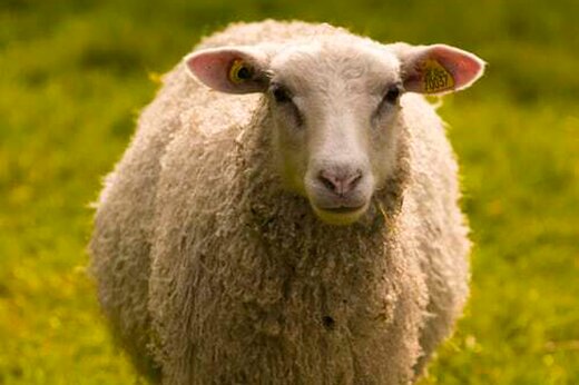 ببینید | لبخند رضایت‌بخش یک گوسفند از جایگیری یگ گربه روی پشم‌هایش