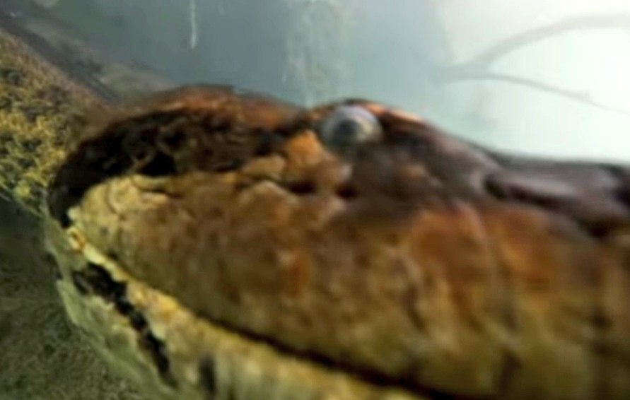 مواجهه اتفاقی با ترسناکترین مار دنیا در اعماق رودخانه! / عکس