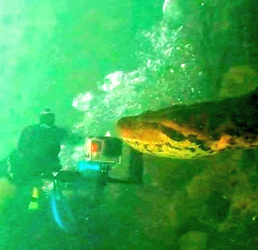 چشم در چشم شدن با ترسناکترین مار دنیا در اعماق رودخانه!