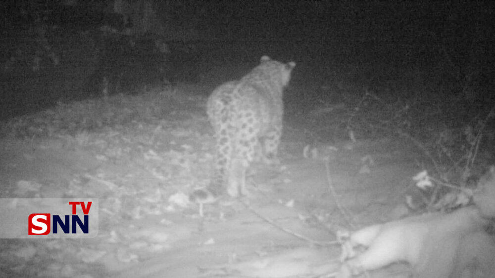 عکس | تصویری زیبا از یک قلاده پلنگ در ارتفاعات گیلان
