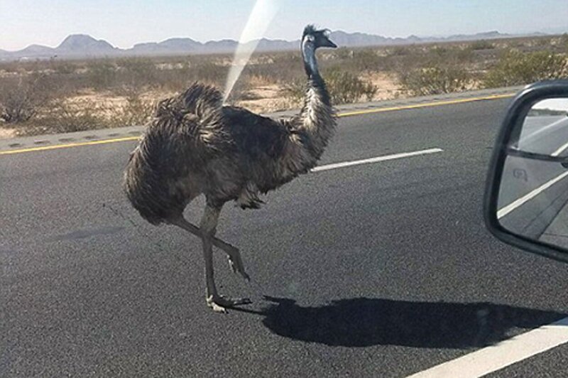 ببینید | حمله خشن یک شتر مرغ به دو انسان وسط خیابان