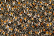 ببینید | تصاویری باورنکردنی از سختی برداشت عسل کوهی از کندوی طبیعی زنبور