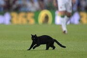 ببینید | لحظه بامزه حضور یک گربه در زمین فوتبال