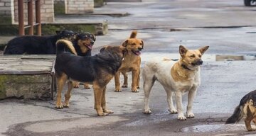 جمع‌آوری سگ‌های بدون‌صاحب/ «تعداد سگ‌ها در شهر کم شده اما در کوهستان و مناطق نمی‌توانیم کاری کنیم»