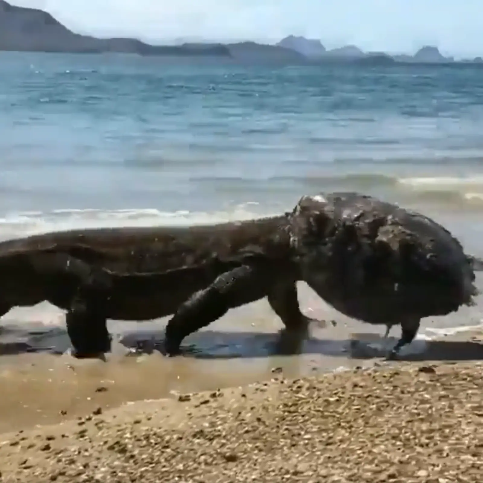 نهاری که کلاه اژدهای کومودو شد!/ عکس