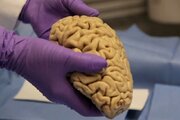 ببینید | گزارشی تکان‌دهنده از نگهداری از مغز ۱۰ هزار نفر در یک زیرزمین!
