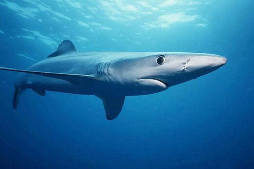 رازگشایی از جنازهای که در شکم کوسه پیدا شد! رازگشایی از جنازهای که در شکم کوسه پیدا شد!