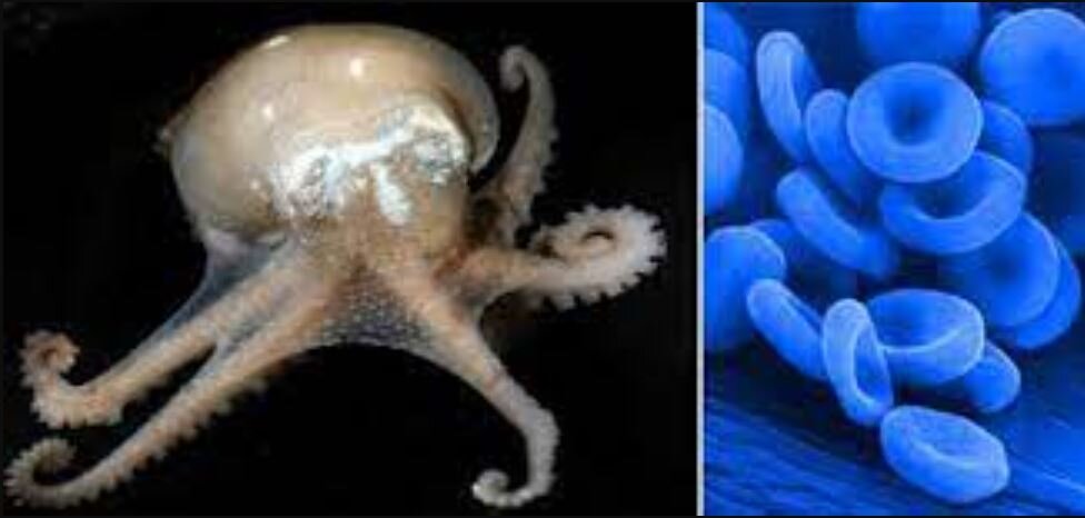 خون این موجود شگفتانگیز آبی است! / عکس