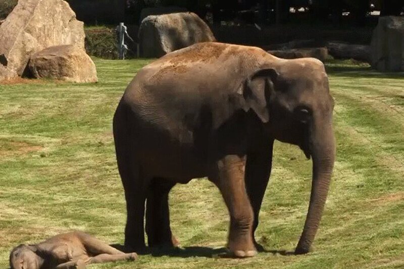 ببینید | باج‌گیری فیل عظیم‌الجثه از کامیون‌های عبوری