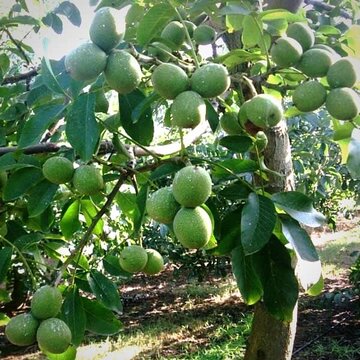 توضیحات کامل درباره نهال گردو سردسیری، رقم چندلر