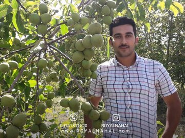 کسب درآمد با خرید و کاشت نهال گردو