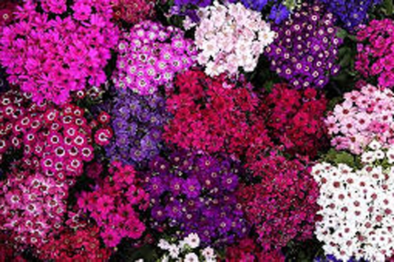 تصاویر | بازار بهاری گل و گیاه پایتخت در آستانه سال نو