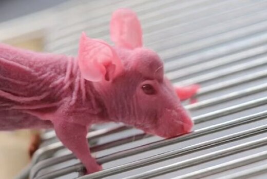 عکس | برنامه عجیب و غریب دانشمندان چینی برای رشد شاخ روی سر موش!