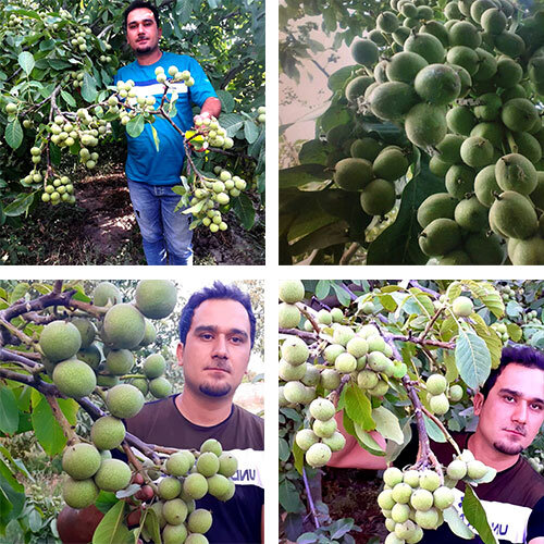 نهال گردوی پولساز و پرسود را بشناسید نهال گردوی پولساز و پرسود را بشناسید