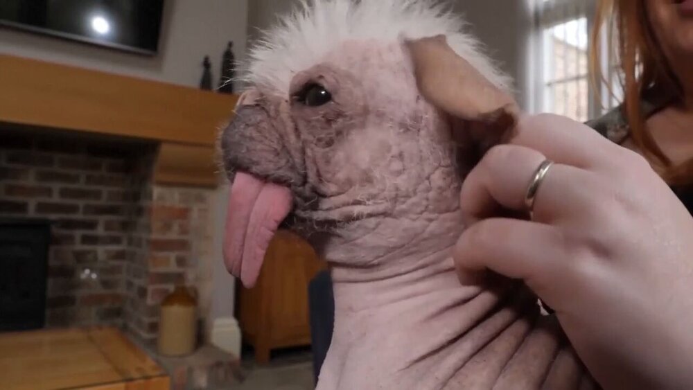 عکس| این سگ به عنوان زشت‌ترین سگ انگلیس شناخته شده است