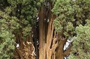 ببینید | درخت ۷۰۰ ساله با قابلیتی باورنکردنی!