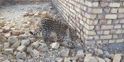 نجات یک توله پلنگ بیمار در بجنورد