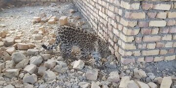 نجات یک توله پلنگ بیمار در بجنورد 