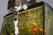 ببینید | قلدری ماهی آکواریومی برای یک گربه!