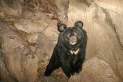 ببینید | ویدیو تلخ از حیوان‌آزاری یک توله خرس در بلوچستان!