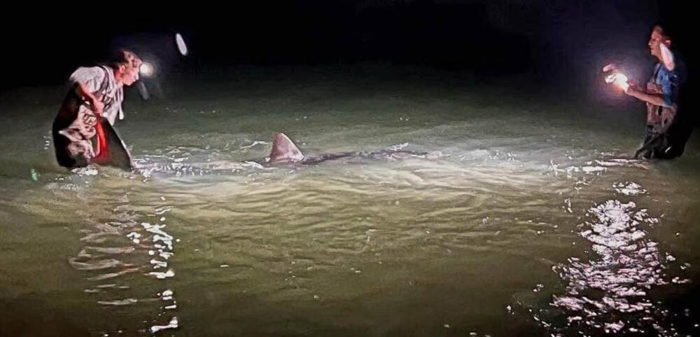 عکس| شکار کوسه سفید ۳.۵ متری