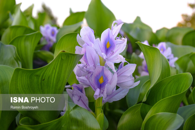 به جای گل سنبل «شیطان بنفش» نخریم!