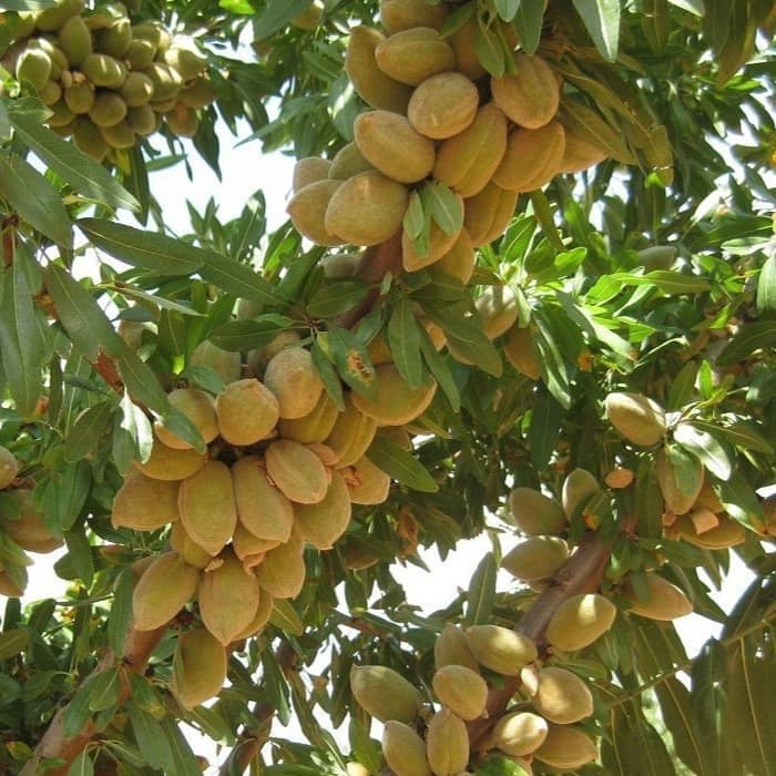 نهال بادام را چه زمانی بخریم و در کجا بکاریم؟