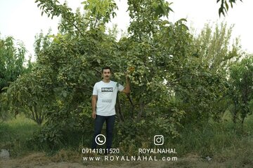 خرید نهال گردو، سرمایه گذاری و کسب درآمد طولانی مدت