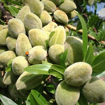 کدام نهال بادام باردهی بیشتری دارد؟ کدام نهال بادام باردهی بیشتری دارد؟