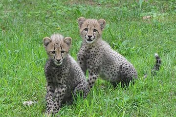 عکس | پلنگ مادر و دو توله‌اش در پارک ملی گلستان