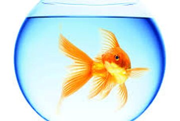 اینفوگرافیک | اگر ماهی قرمز می‌خرید حتماً بخوانید