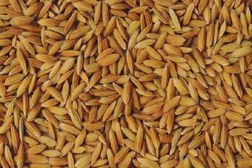 توزیع ۶۵۰ تن بذر گواهی شده برنج در گیلان