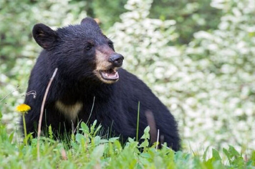 ببینید | اولین تصاویر از خرس سیاه آسیایی در شهرستان میناب با جثه‌ای بزرگ!