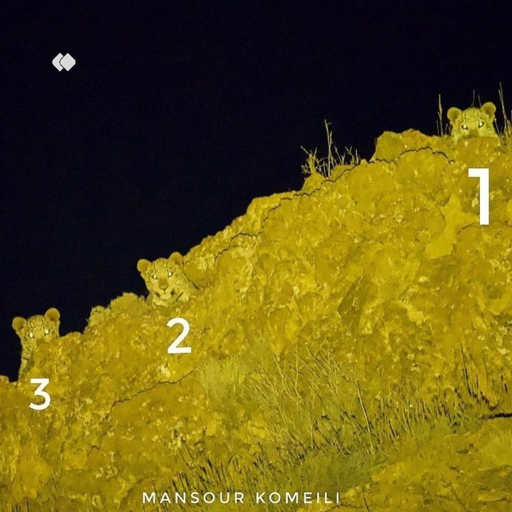 عکس | پلنگ مادر و دو تولهاش در پارک ملی گلستان