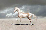 ببینید | زیباترین اسب جهان با رنگی خاص و نژادی ایرانی