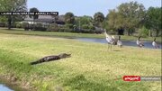 ببینید | ویدیویی با بازدید میلیونی؛ وحشت تمساح از رویارویی با یک دُرنا