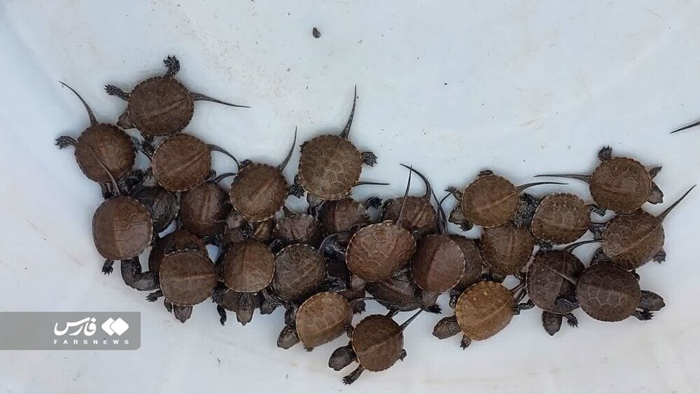 عجیب اما واقعی؛ تزئین سفره با چند موجود باورنکردنی!/ عکس